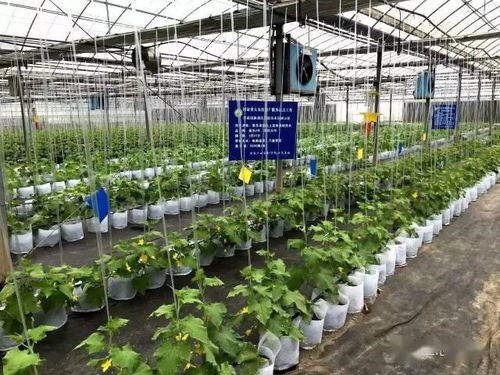 蘇州市首張食用農(nóng)產(chǎn)品電子合格證在常熟啟用，推動(dòng)零售食品安全監(jiān)管升級(jí)